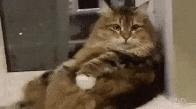 lasagna GIF