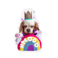 7kingcavaliers cavalier king charles spaniel 7kingcavaliers 7king moody dog Sticker
