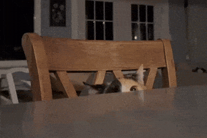 Wild Cat GIF