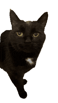 Black Cat Monty Sticker