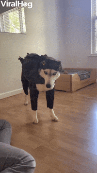 Husky Hates His Halloween Costume