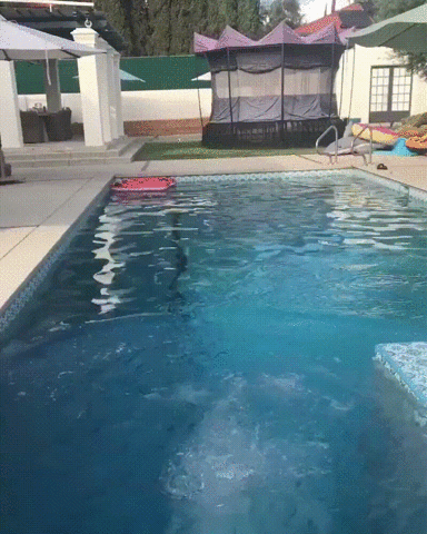 GIF by Giphy QA