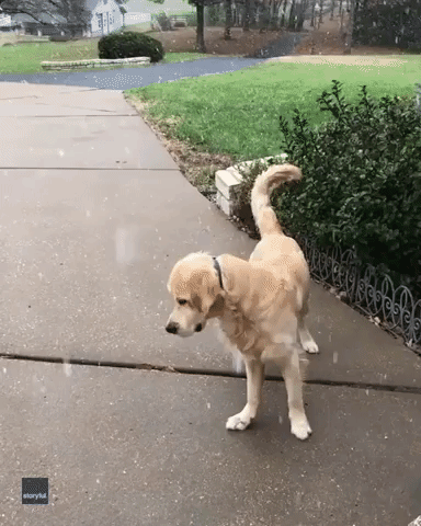 Snow Wonder: Dog Sees Snowflakes for the First Time