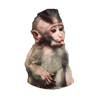 monkey STICKER by imoji