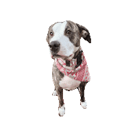 Sweater Weather Pit Sticker by Geekster Pets