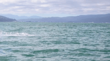 Wellington Fireworks Postponed Due to Beloved Visiting Whale