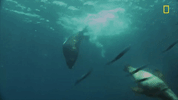 Nat Geo Ocean GIF by National Geographic Channel