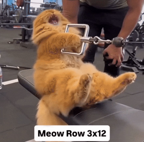 Gymmotivation Gymhumor GIF