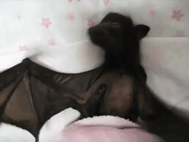Adorable Orphaned Bat Helps Rescuer Spread Message