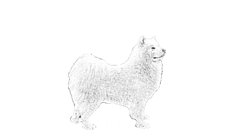 Samoyed Sticker