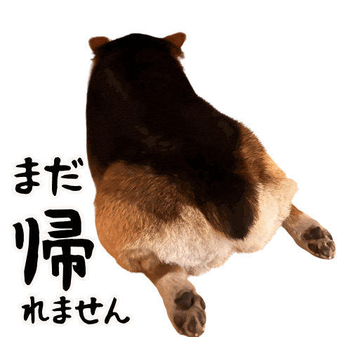 Corgi Milo Sticker