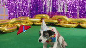 its my dog birthday GIF by T-Pain