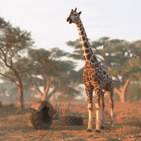 alessiodevecchi drop giraffe micdrop savannah GIF