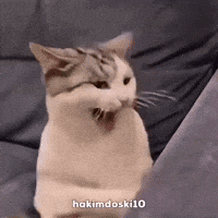 Boxing Funny Cats GIF