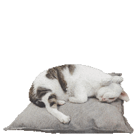 niuniulan cat lazy stayhome 貓 Sticker