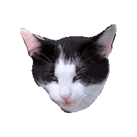 Cat Sticker