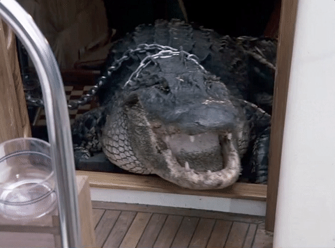 miamivice giphyupload 80s elvis alligator GIF
