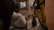 Cat Uvm GIF by University of Vermont