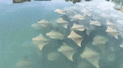 satisfying GIF