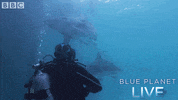 bbc one oceans GIF by BBC