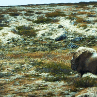 Television Europe GIF by BBC America