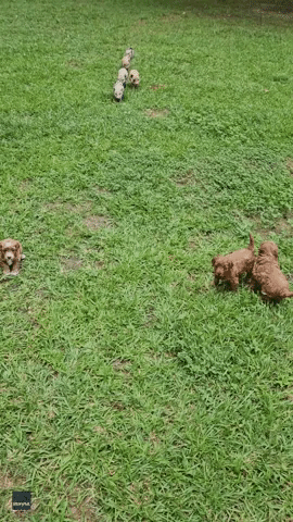 Watch These Puppies and Piglets Become Adorable BFFs at Alabama Farm