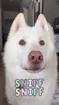 Smell Smelling GIF