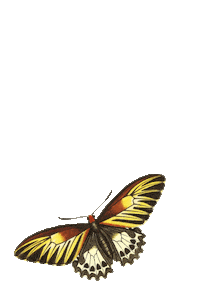 butterfly branco Sticker by Adriana Barra