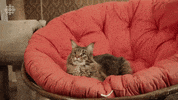 TallBoyz cat comedy kitty kitten GIF