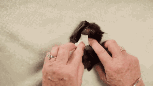 bat GIF
