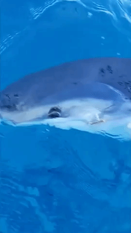 Shark That Looks Like a Dolphin