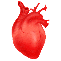 arthurojuara amor coracao paixao emocao Sticker