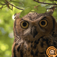 Eyes Look GIF by SWR Kindernetz