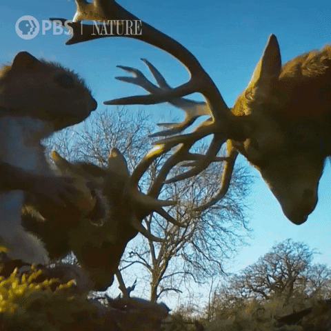 Pbs Nature Animales GIF by Nature on PBS