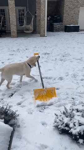 Helpful Dog 'Shovels' Snow in Raleigh