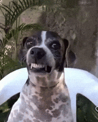 Dog Rage GIF