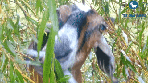 CatskillAnimalSanctuary giphyupload animal hug vegan GIF