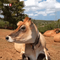 Look What GIF by TRT