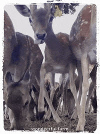 Deer Spiker GIF by Wondeerful farm