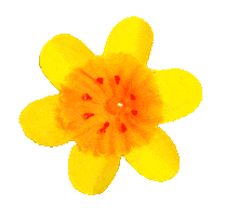 Flower Sticker by irishcancersociety