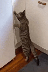 Cat Running GIF