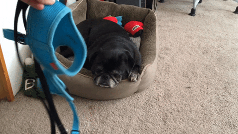 no thanks lazy pug GIF by collin