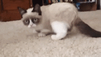 scared grumpy cat GIF