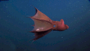 joe hanson sea GIF by PBS Digital Studios