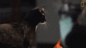 national geographic cat GIF by Nat Geo Wild