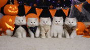 Ghost Cat GIF