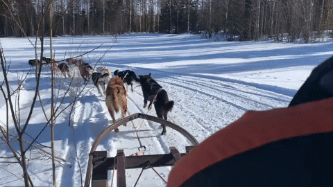 hmees giphyupload dogsled drifting GIF