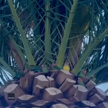 Adorable Lovebirds Caught Canoodling in Scottsdale Palm Tree
