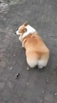 Animated GIF