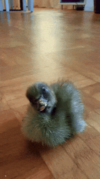 Duck Pato GIF